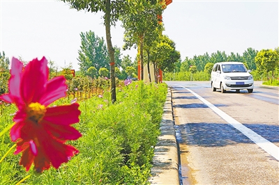 集中力量对辖区道路两侧区域进行绿化,通过增加景观植被扮靓农村公路